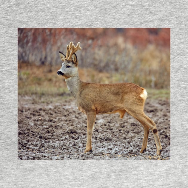 Roe deer family by naturalis